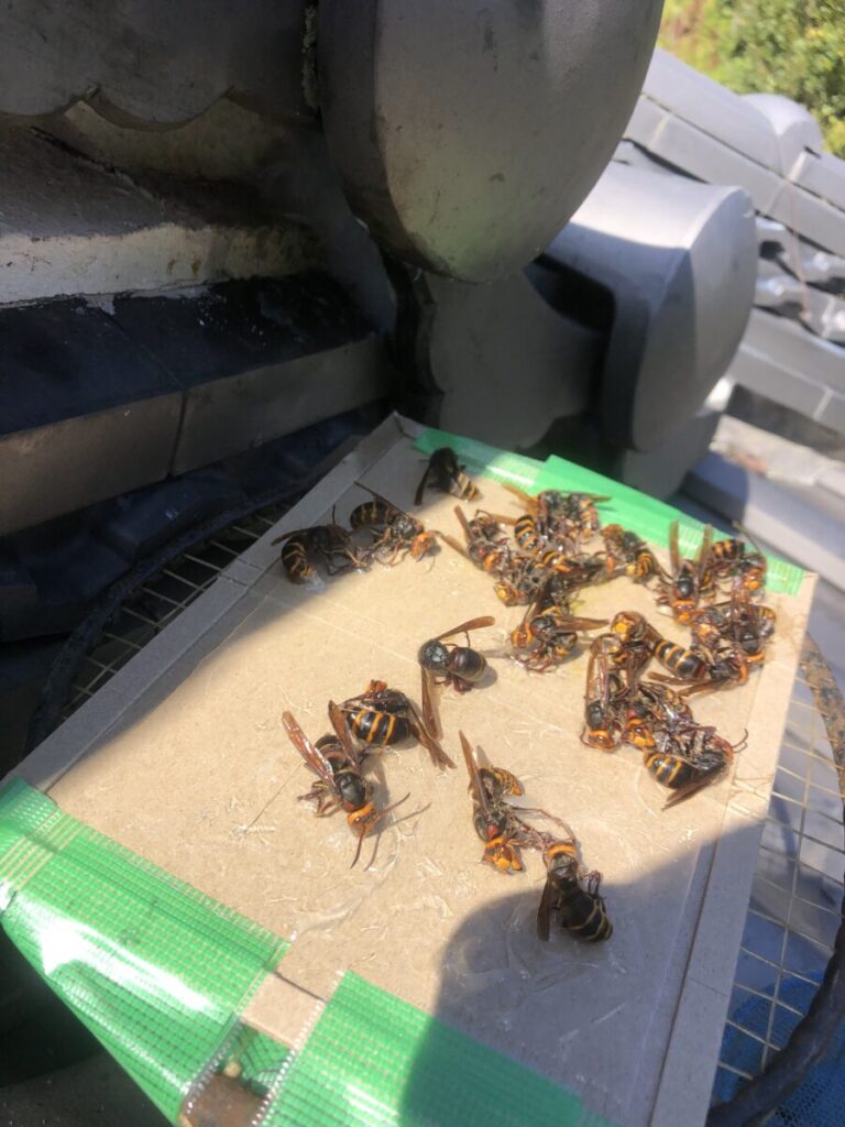 粘着シートの罠に戻りバチがかかった画像