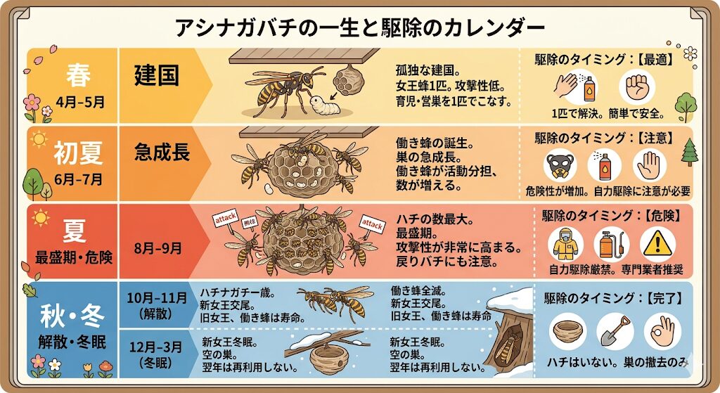 イラストによるアシナガバチ活動カレンダー