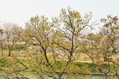 クヌギの画像１