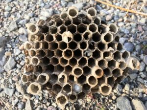 アシナガバチの巣